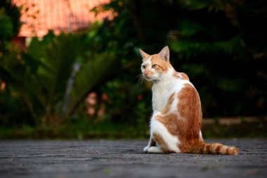 Kediler turuncu ve beyazdır.
