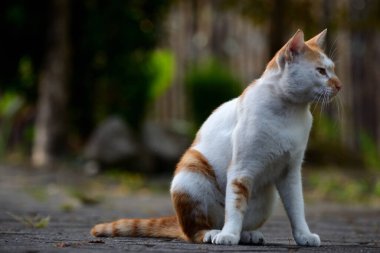 Kediler turuncu ve beyazdır.