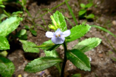 Doğa, Cleome rutidosperma, yaygın olarak püsküllü örümcek çiçeği ya da mor Cleome olarak bilinir.