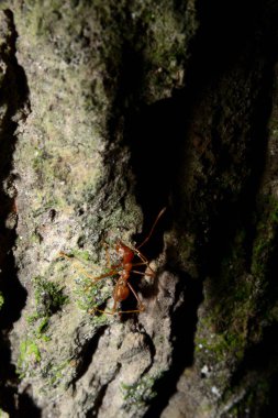 Weaver karıncaları ya da yeşil karıncalar. Weaver karıncaları ağaçlarda yaşar ve işçilerin larva lifini kullanarak birlikte yuva kurdukları eşsiz yuva kurma davranışlarıyla tanınırlar.