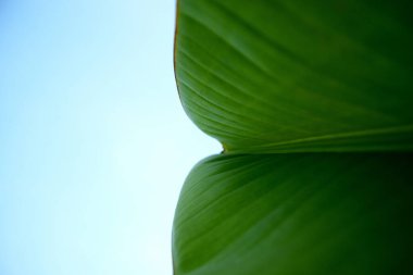 Doğa, muz yaprağının dokusu