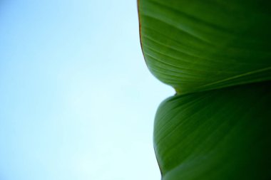 Doğa, muz yaprağının dokusu