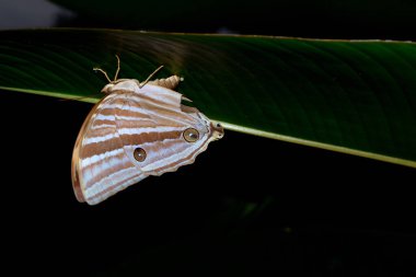 Kelebek yeşil yaprağın üzerine tünemiş ve arka planı bulanık