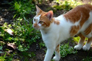 Sevimli evcil kediler. Rengi turuncu ve beyaz.