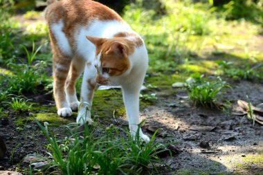 Sevimli evcil kediler. Rengi turuncu ve beyaz.