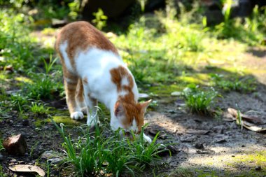 Sevimli evcil kediler. Rengi turuncu ve beyaz.