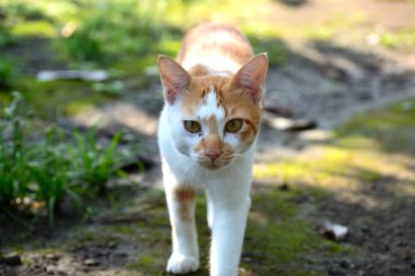 Sevimli evcil kediler. Rengi turuncu ve beyaz.