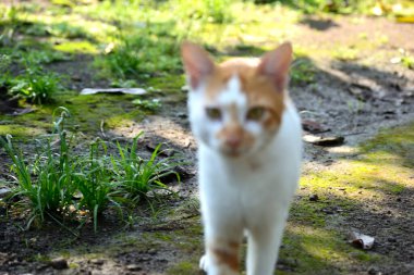 Sevimli evcil kediler. Rengi turuncu ve beyaz.