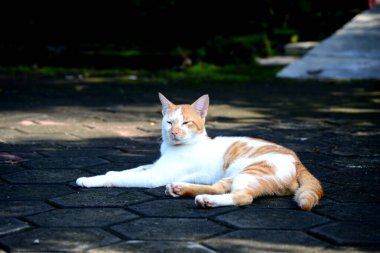 Sevimli evcil kediler. Rengi turuncu ve beyaz.