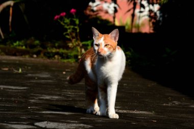 Sevimli evcil kediler. Rengi turuncu ve beyaz.