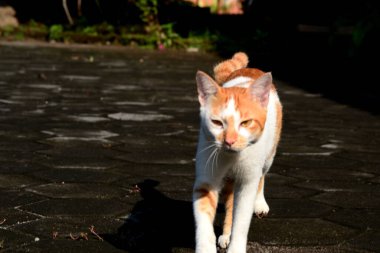 Sevimli evcil kediler. Rengi turuncu ve beyaz.