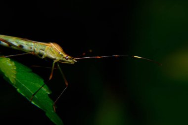 Pis kokulu böcekler çiftçilerin mahsullerine saldıran böceklerdir.