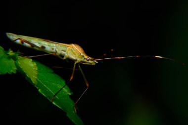 Pis kokulu böcekler çiftçilerin mahsullerine saldıran böceklerdir.