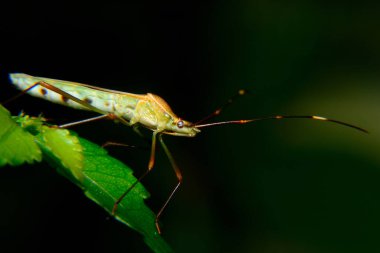 Pis kokulu böcekler çiftçilerin mahsullerine saldıran böceklerdir.