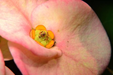 Pembe mutluluk çiçeğine yakın.