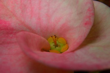 Pembe mutluluk çiçeğine yakın.