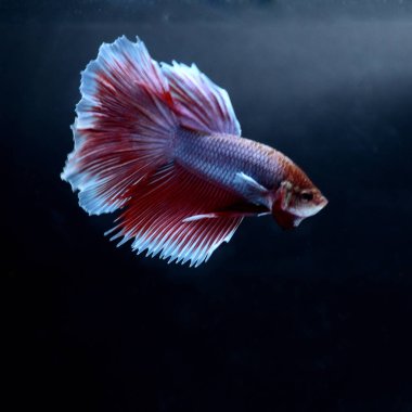 Yarım Ay Beta balığı siyah arka planda izole edilmiş. Beyaz vücut ve kırmızı karışım beyaz kuyruk