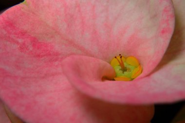 Pembe mutluluk çiçeğine yakın.