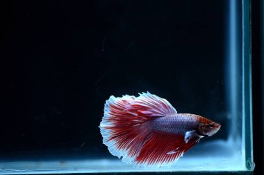 Yarım Ay Beta balığı siyah arka planda izole edilmiş. Beyaz vücut ve kırmızı karışım beyaz kuyruk