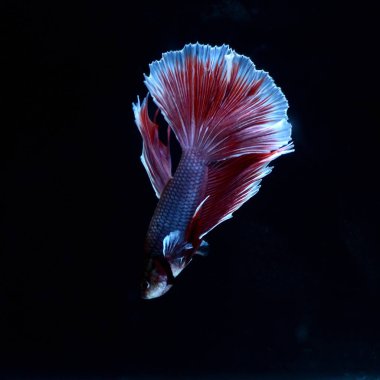 Yarım Ay Beta balığı siyah arka planda izole edilmiş. Beyaz vücut ve kırmızı karışım beyaz kuyruk