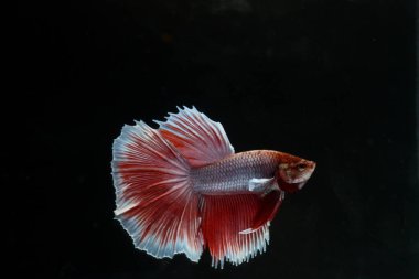 Yarım Ay Beta balığı siyah arka planda izole edilmiş. Beyaz vücut ve kırmızı karışım beyaz kuyruk