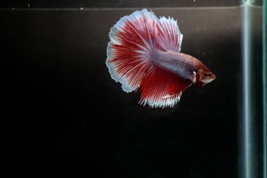 Yarım Ay Beta balığı siyah arka planda izole edilmiş. Beyaz vücut ve kırmızı karışım beyaz kuyruk