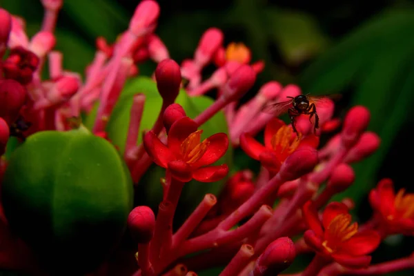 Siyah arkaplanı olan güzel kırmızı çiçek