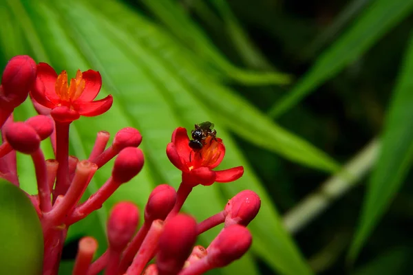 Siyah arkaplanı olan güzel kırmızı çiçek