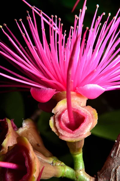 Yaygın isimleri kırmızı elma çiçeğidir.