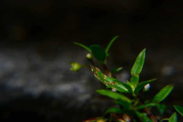 Yeni filizler büyür ve olgun ağaçlar olmaya hazırdırlar.