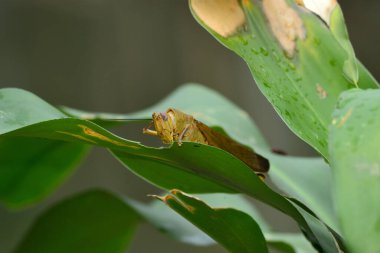 Ağaç gövdelerine tünemiş sarı çekirgeler