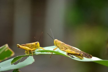 Ağaç gövdelerine tünemiş sarı çekirgeler
