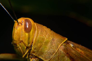 Ağaç gövdelerine tünemiş sarı çekirgeler