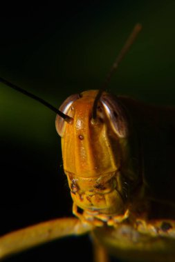 Ağaç gövdelerine tünemiş sarı çekirgeler