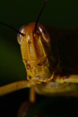Ağaç gövdelerine tünemiş sarı çekirgeler