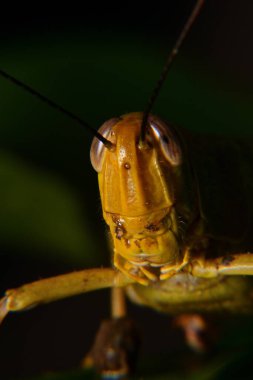 Ağaç gövdelerine tünemiş sarı çekirgeler