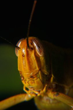Ağaç gövdelerine tünemiş sarı çekirgeler