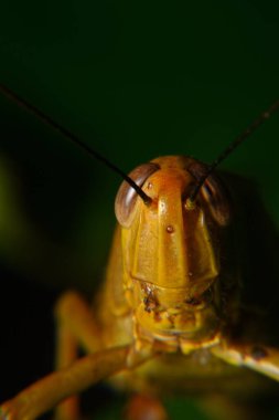 Ağaç gövdelerine tünemiş sarı çekirgeler