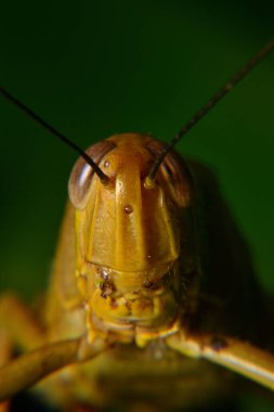 Ağaç gövdelerine tünemiş sarı çekirgeler