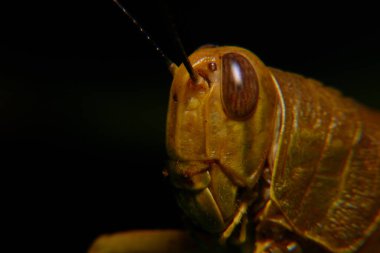 Ağaç gövdelerine tünemiş sarı çekirgeler