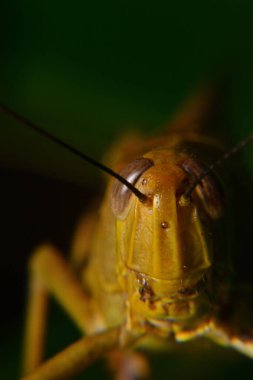 Ağaç gövdelerine tünemiş sarı çekirgeler