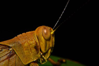 Ağaç gövdelerine tünemiş sarı çekirgeler