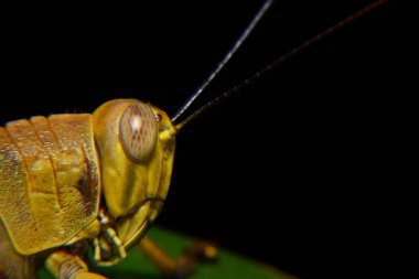 Ağaç gövdelerine tünemiş sarı çekirgeler