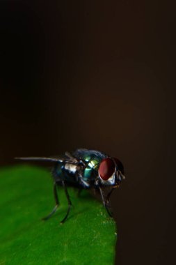 Et sineklerine lahit denir. Bu sinekler bazen yeşil yapraklara konur.