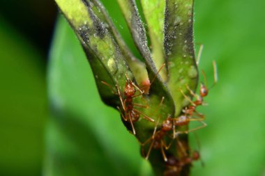 Weaver karıncaları veya yeşil karıncalar. 