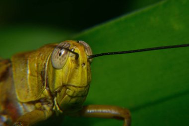 Ağaç gövdelerine tünemiş sarı çekirgeler