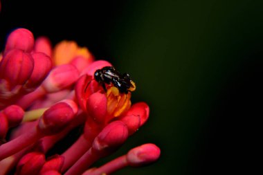 Arı aktivitesi, pembe çiçek ve bulanık siyah arka planı olan küçük siyah arı.