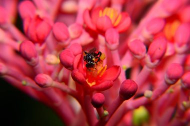 Arı aktivitesi, pembe çiçek ve bulanık siyah arka planı olan küçük siyah arı.