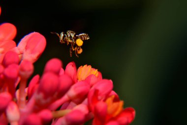 Arı aktivitesi, pembe çiçek ve bulanık siyah arka planı olan küçük siyah arı.