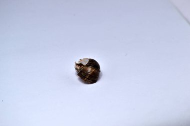 Koklea salyangozu arka planda izole edilmiş.